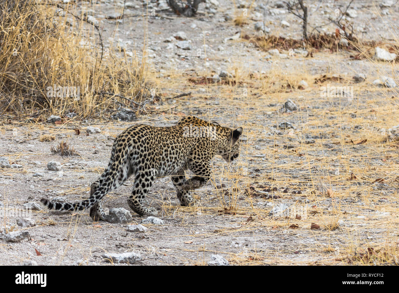 Leopard walking in Park Etosha de steppe Banque D'Images