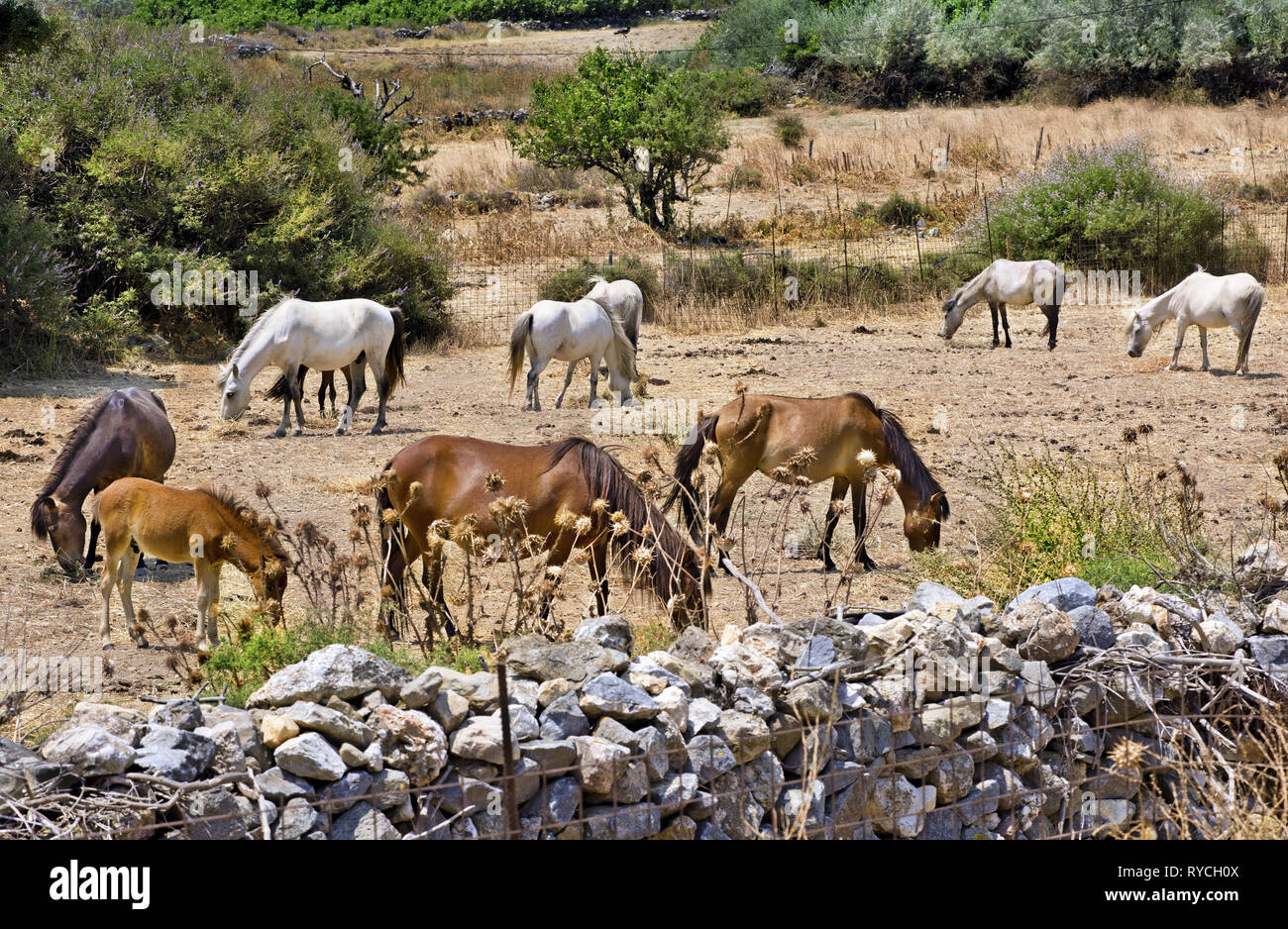 Le cheval de Skyros (Equus Cabalus Skyriano) est un Grec spécial course de chevaux. L'île de Skyros, Sporades en Grèce centrale, complexe, sur la mer Egée , Mediterrane Banque D'Images