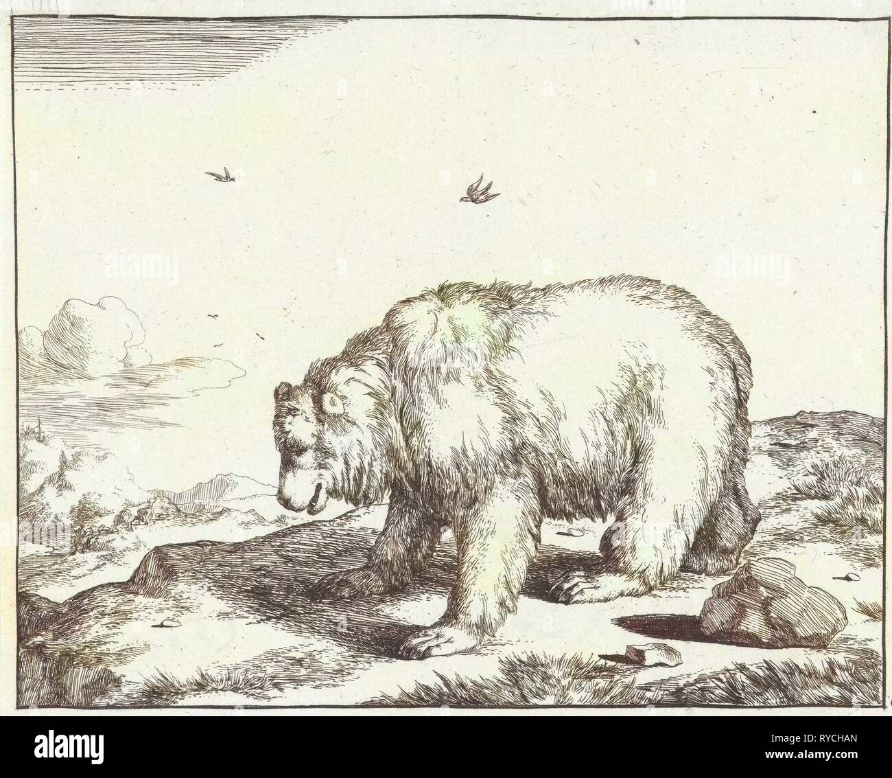 Ours debout, et profil, Marcus de Bye, Marcus Gerards (I), 1664 Banque D'Images