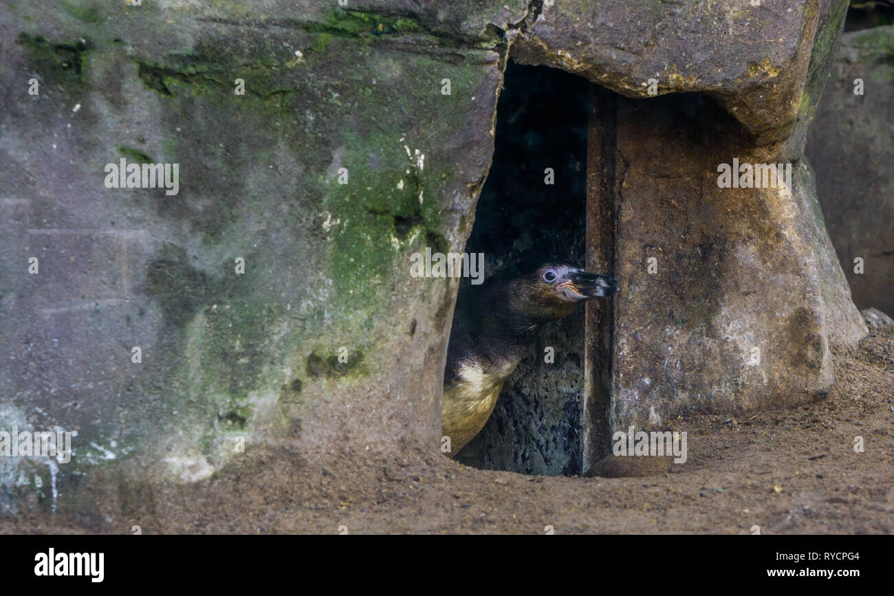 Manchot de Humboldt à sortir de sa caverne, visage furtivement hors de la maison d'un oiseau, d'espèces animales vulnérables Banque D'Images