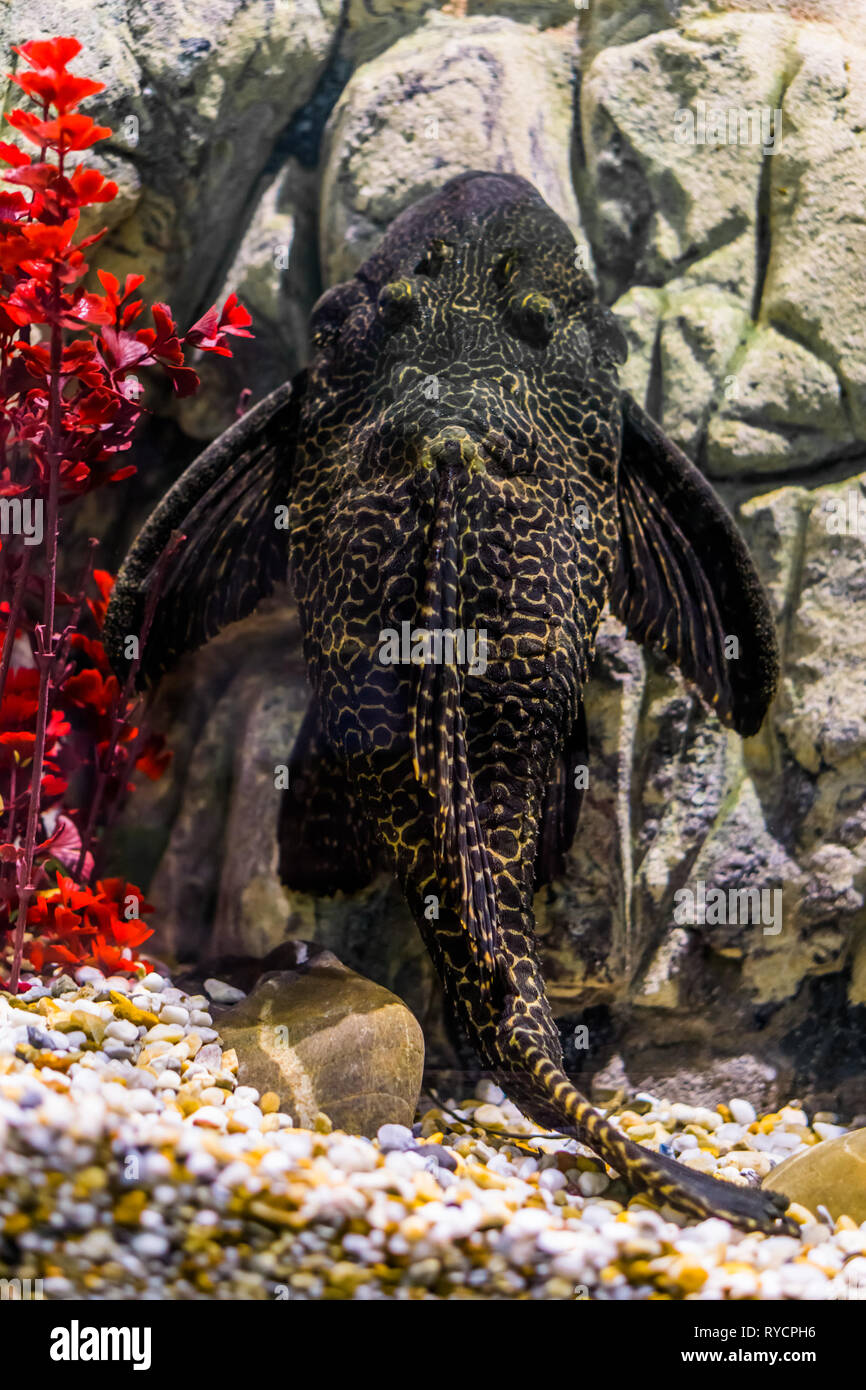 Le poisson-chat, l'Orinoco sailfin pleco commun avec un motif tacheté de noir et jaune, poissons tropicaux provenant des rivières du mexique Banque D'Images