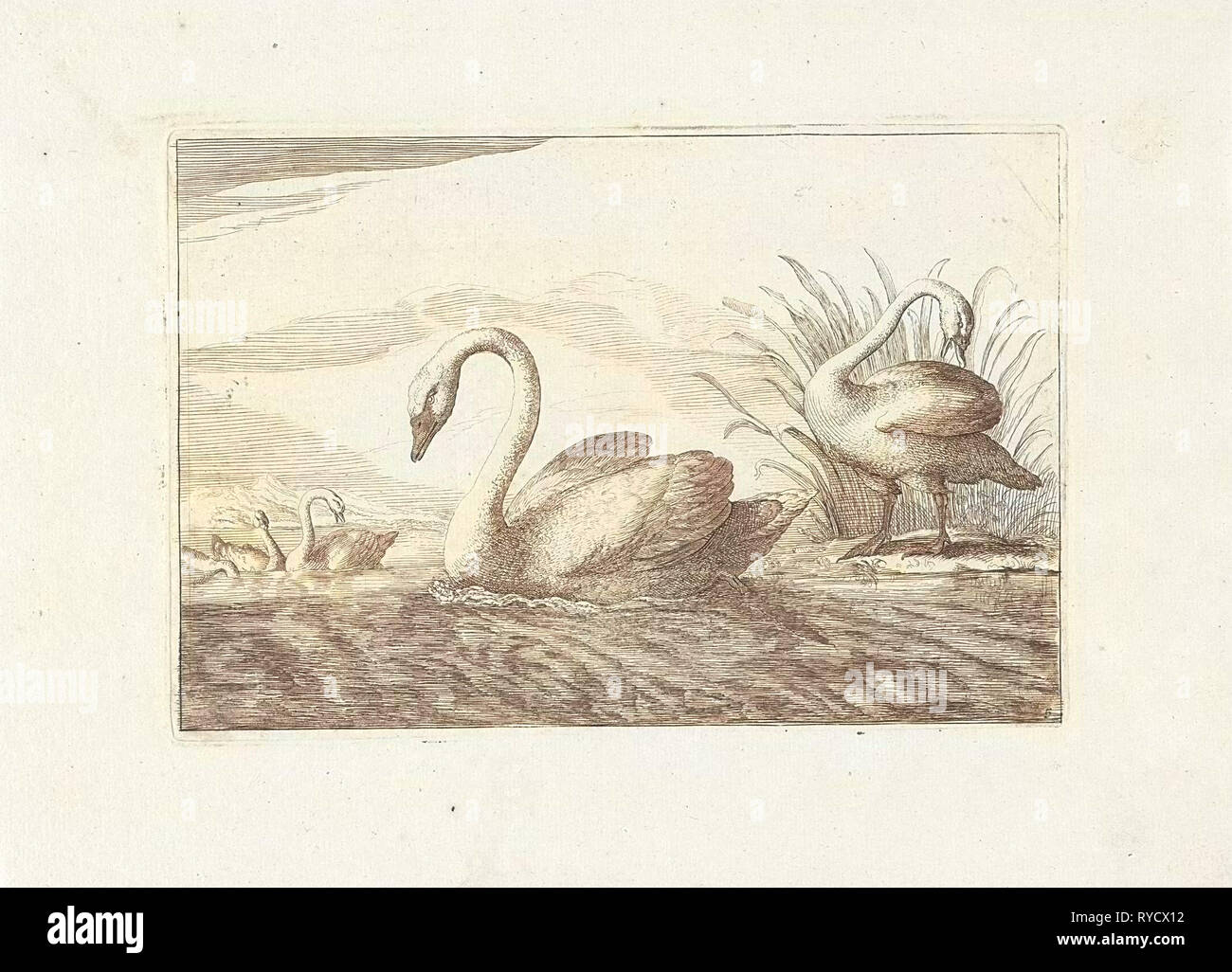 Les cygnes, Francis Barlow, Pieter Schenk (I), 1675 - 1711 Banque D'Images