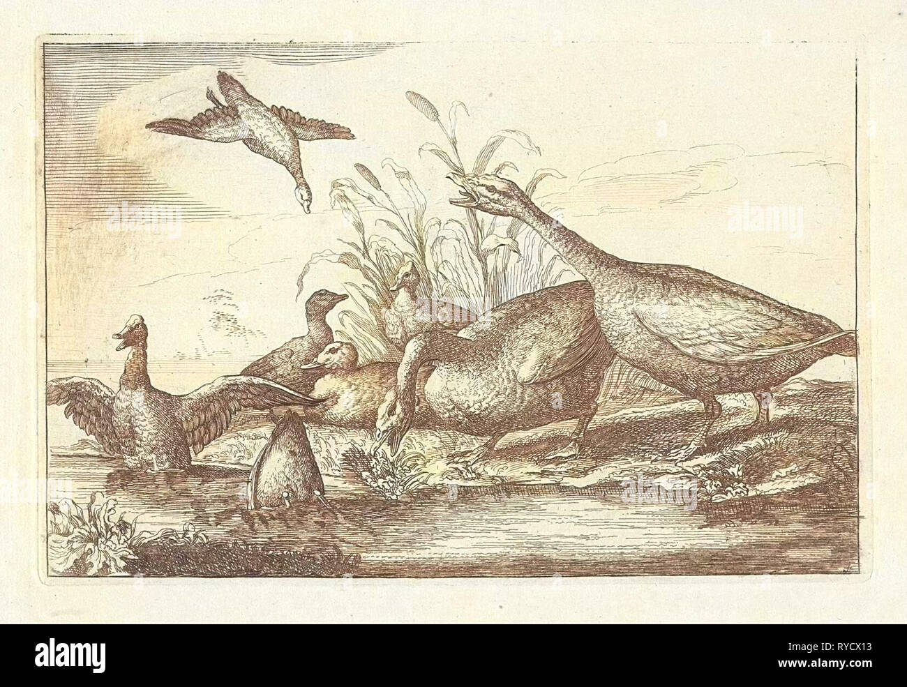 Les canards et oies, Francis Barlow, Pieter Schenk (I), 1675 - 1711 Banque D'Images