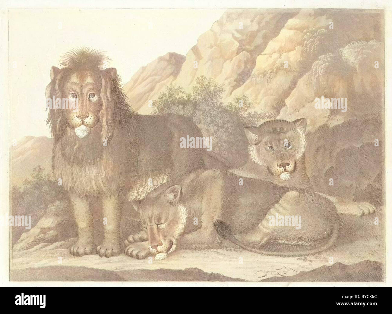 Lion et les deux lionnes, Isaac van Haastert, ch. 1768 - 1834 Banque D'Images