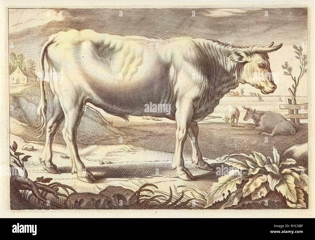 Pâturage avec un bœuf, Reinier van Persijn, Jacob Gerritsz Cuyp, Nicolaes Visscher (I), 1641 Banque D'Images