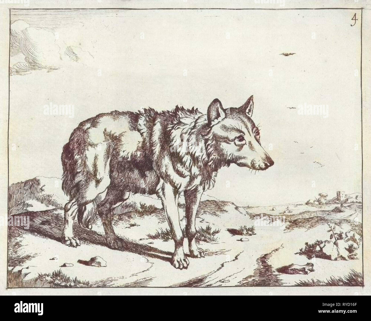 L'article Wolf, et de profil, Marcus de Bye, Paulus Potter, 1657 - c. 1677 Banque D'Images