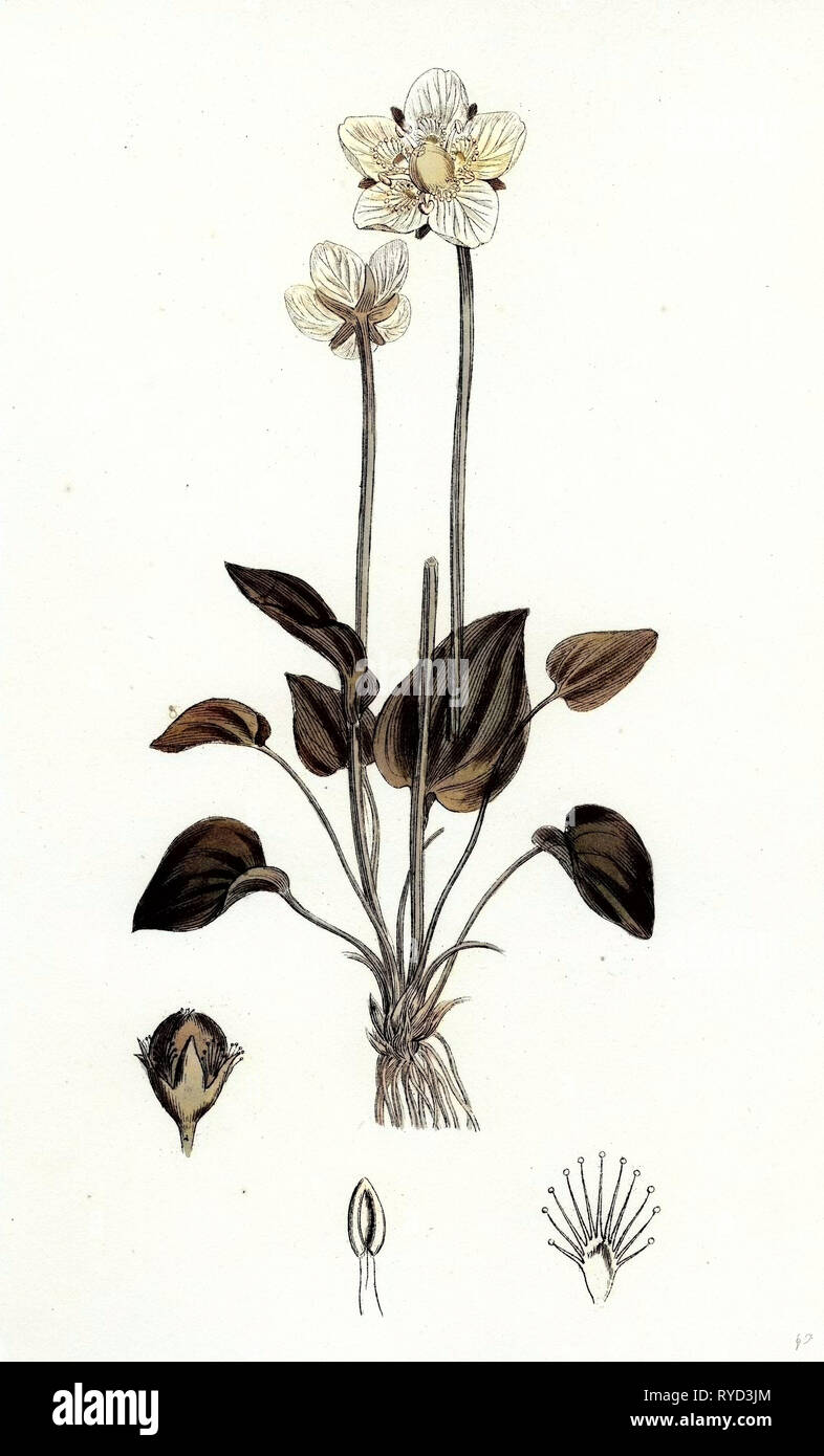 Parnassia palustris herbe-de-Parnasse Banque D'Images