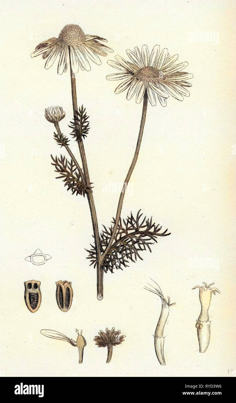 Chrysanthème Inodorum Var. Camomille matricaire inodore Genuinum Var. Un Banque D'Images