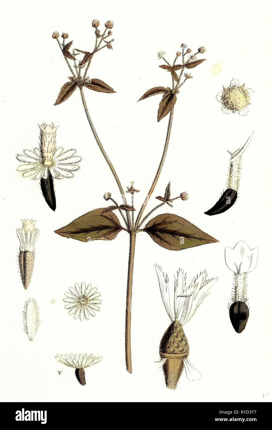Galinsoga Galinsoga parviflora Tonelle Banque D'Images
