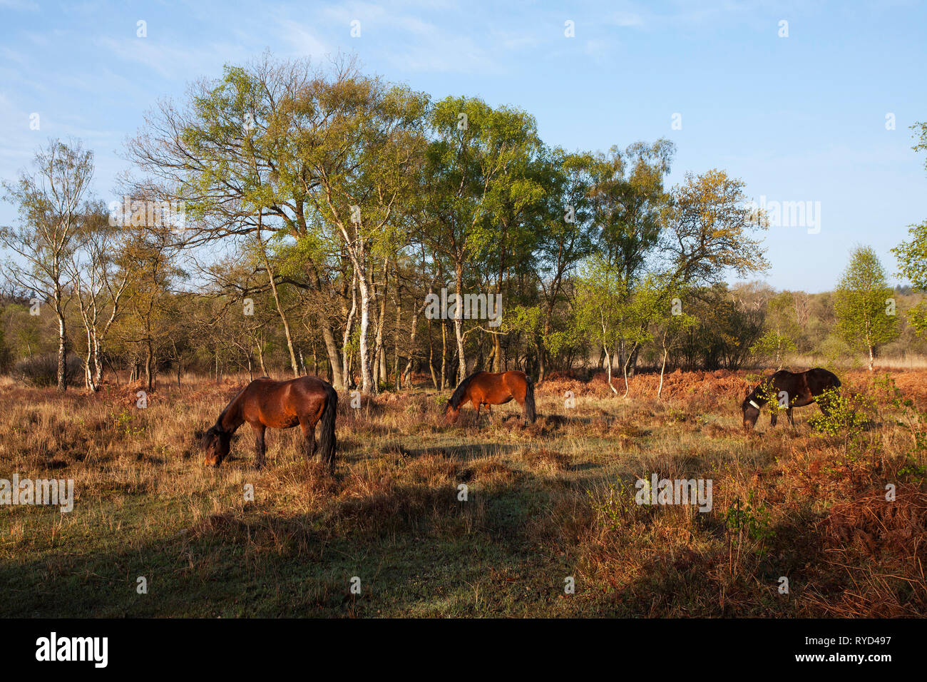 Poney New Forest Equus caballus se nourrissant de la lande près de Wootton Copse Enceinte, Hampshire, England, UK, avril 2017 Banque D'Images