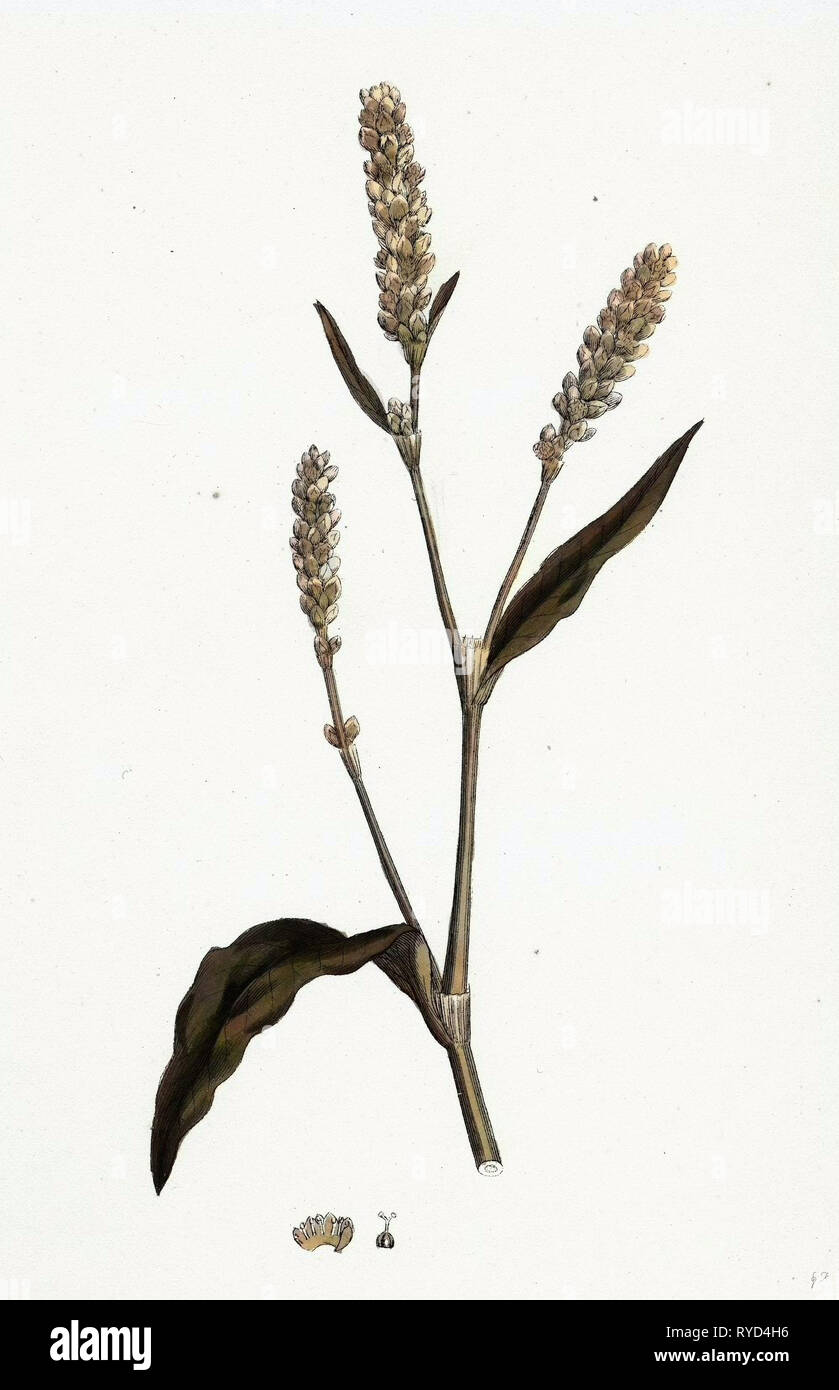 Polygonum persicaria Var. Elatum repéré Persicaria Var. B Banque D'Images