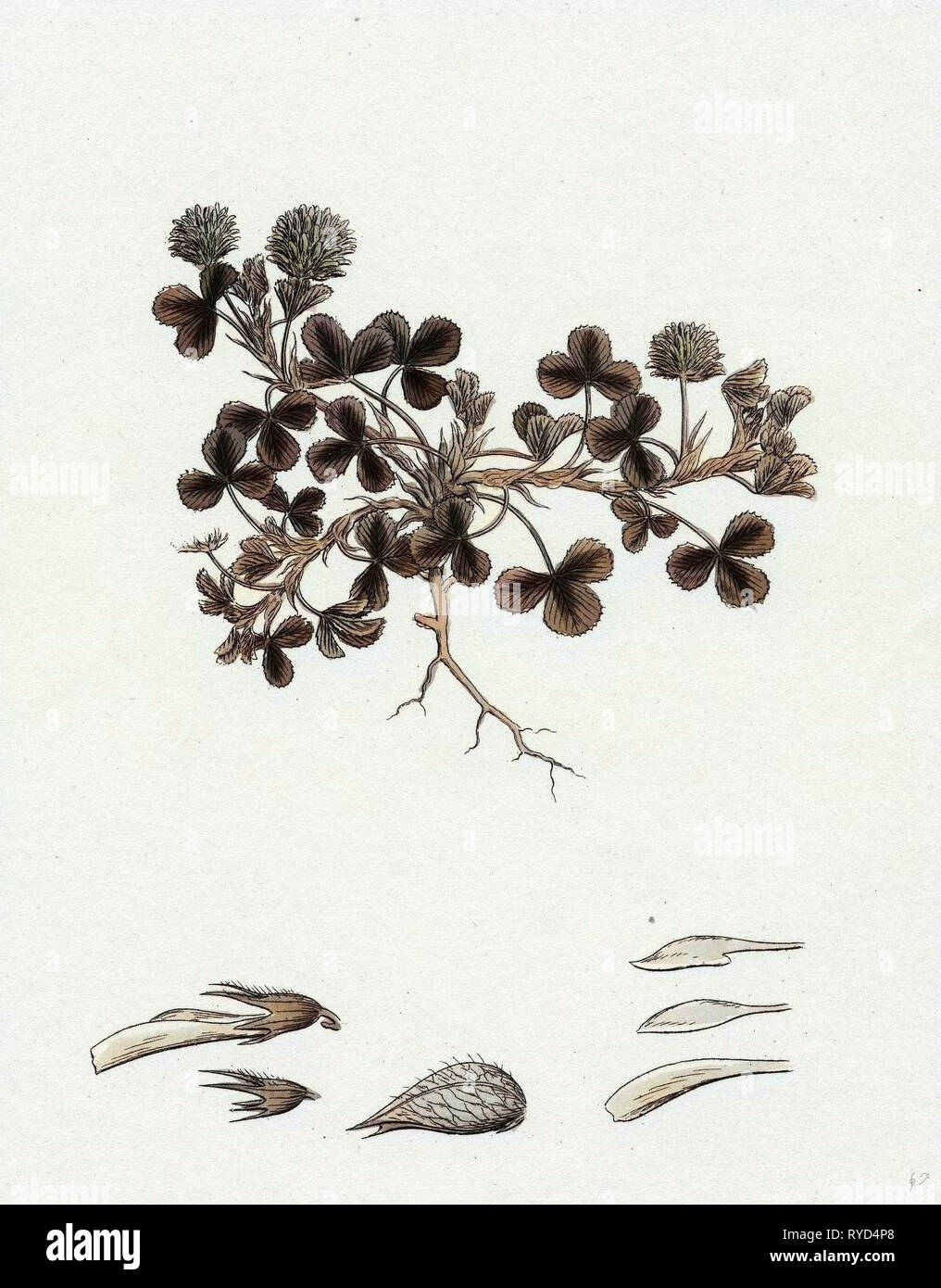 Trifolium resupinatum Reversed-Flowered Corniculé Banque D'Images