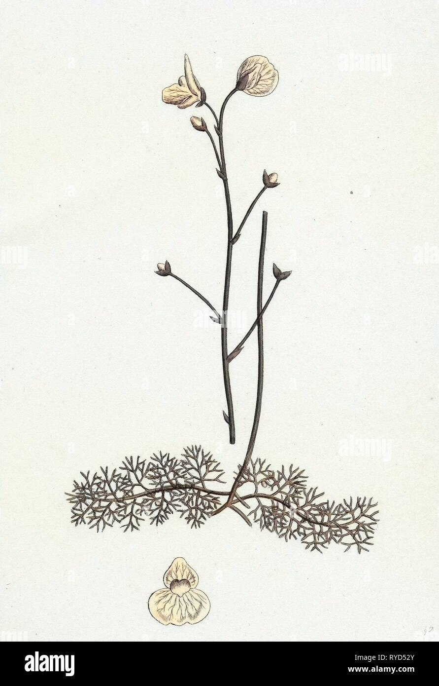 L'Utricularia Neglecta utriculaire de Lehman Banque D'Images