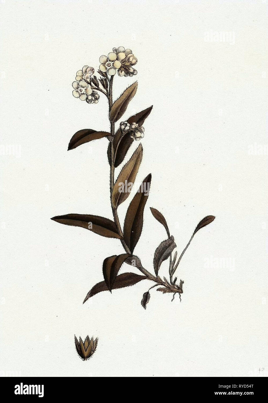 Myosotis alpestris Myosotis alpin Banque D'Images