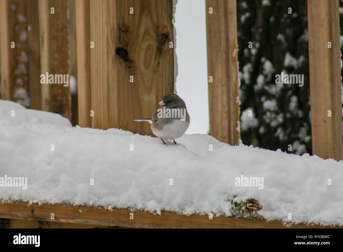 Snowbird assis dans la neige. Banque D'Images