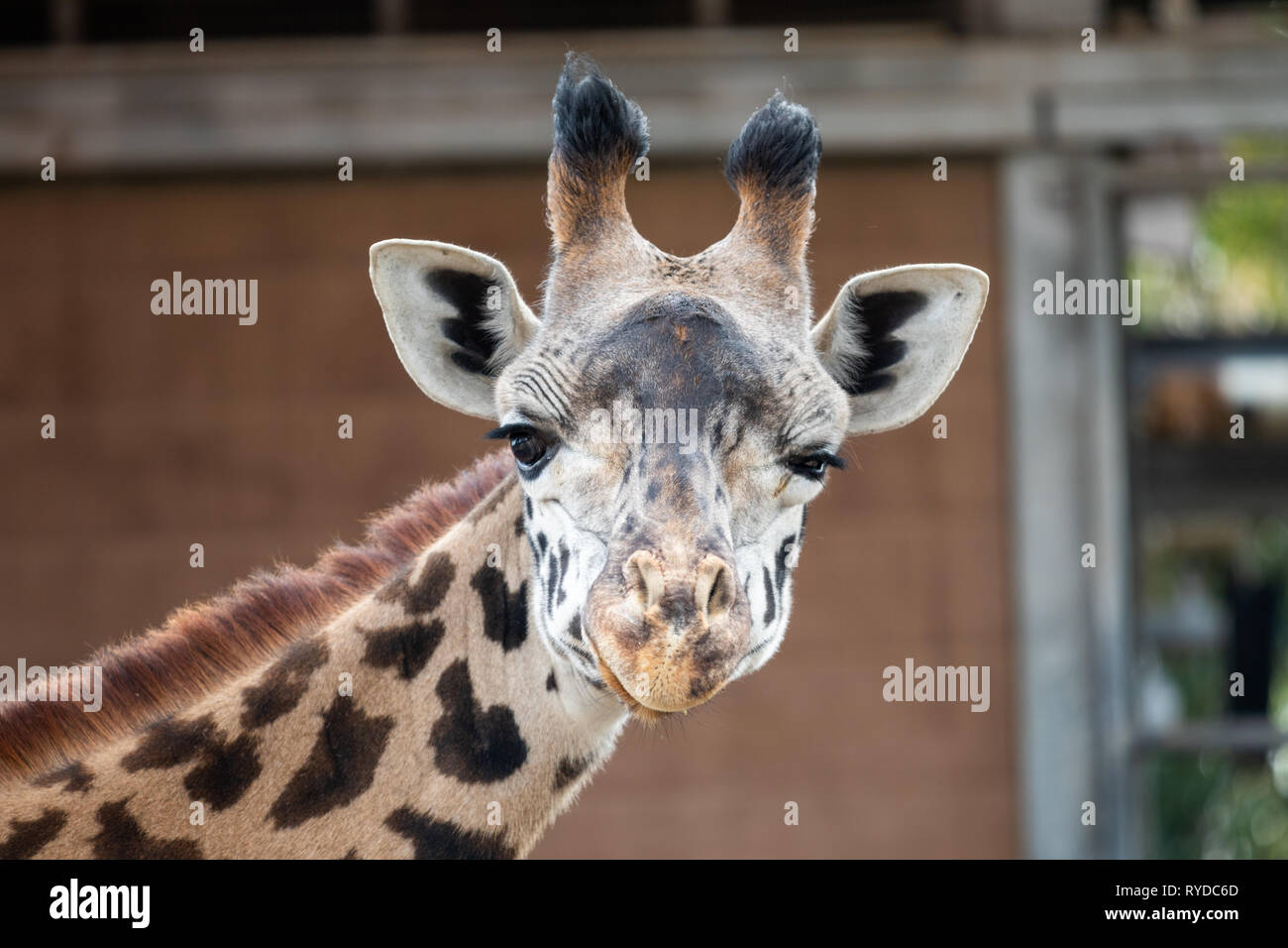 Girafe - Zoo de San Diego Banque D'Images