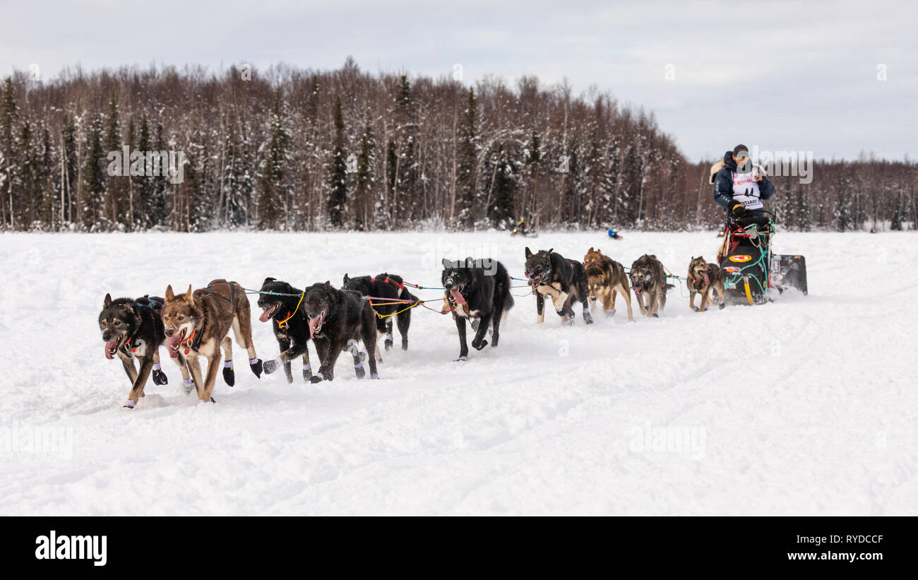 Musher Lance Mackey après le redémarrage en saule de la 47e Iditarod Trail Sled Dog Race dans le sud de l'Alaska. Banque D'Images