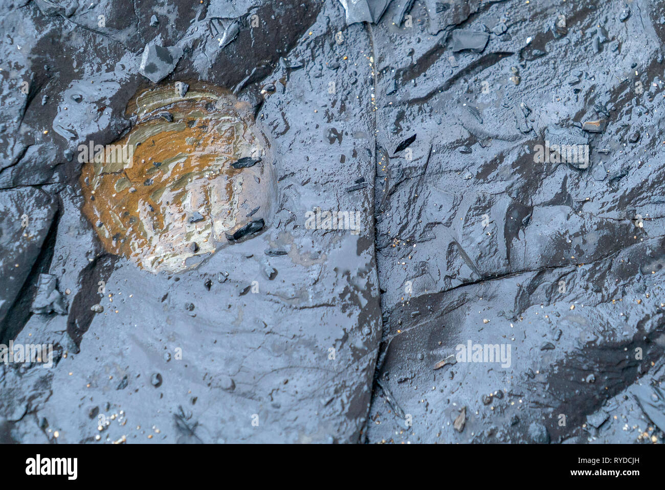 Les fossiles exposés sur l'érable Ledge lits dolomitiques à Kimmeridge Bay dans le Dorset UK Banque D'Images