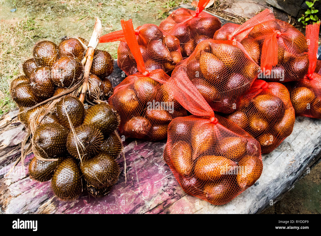 (Salak Salacca zalacca) est une espèce de palmier originaire de Java et Sumatra en Indonésie. Il est cultivé dans d'autres régions de l'Indonésie comme un aliment cr Banque D'Images