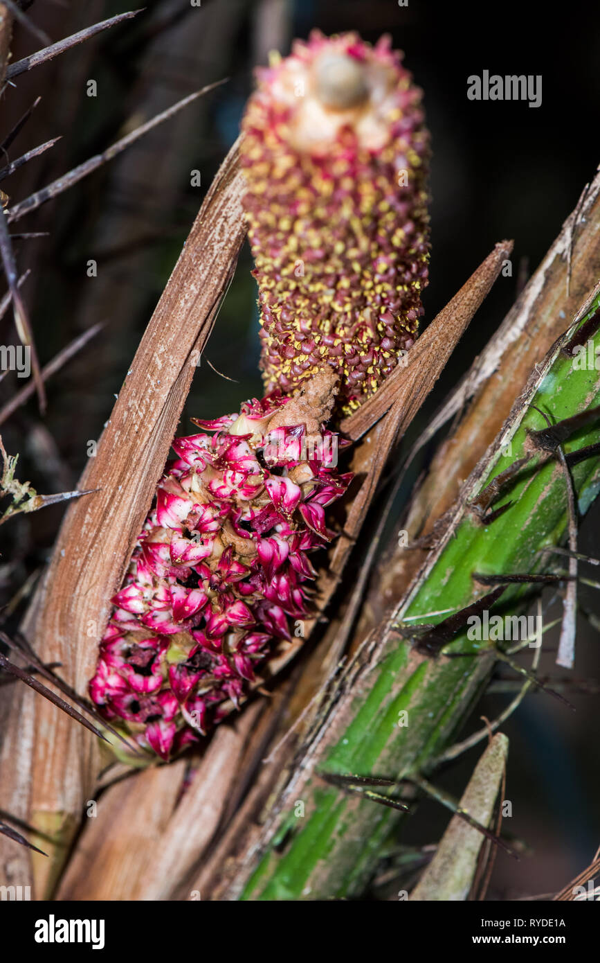 (Salak Salacca zalacca) est une espèce de palmier originaire de Java et Sumatra en Indonésie. Il est cultivé dans d'autres régions de l'Indonésie comme un aliment cr Banque D'Images