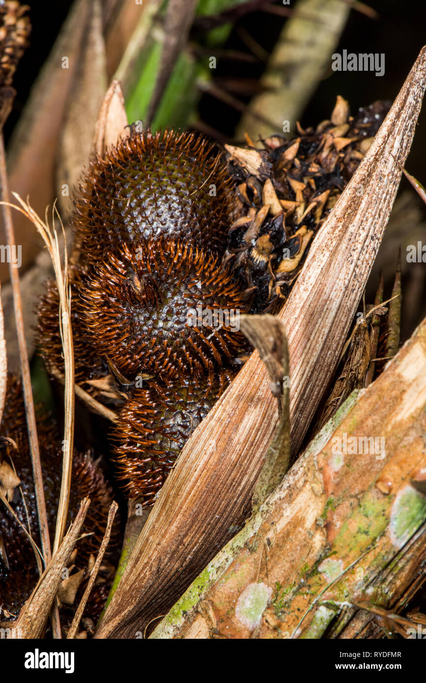 (Salak Salacca zalacca) est une espèce de palmier originaire de Java et Sumatra en Indonésie. Il est cultivé dans d'autres régions de l'Indonésie comme un aliment cr Banque D'Images