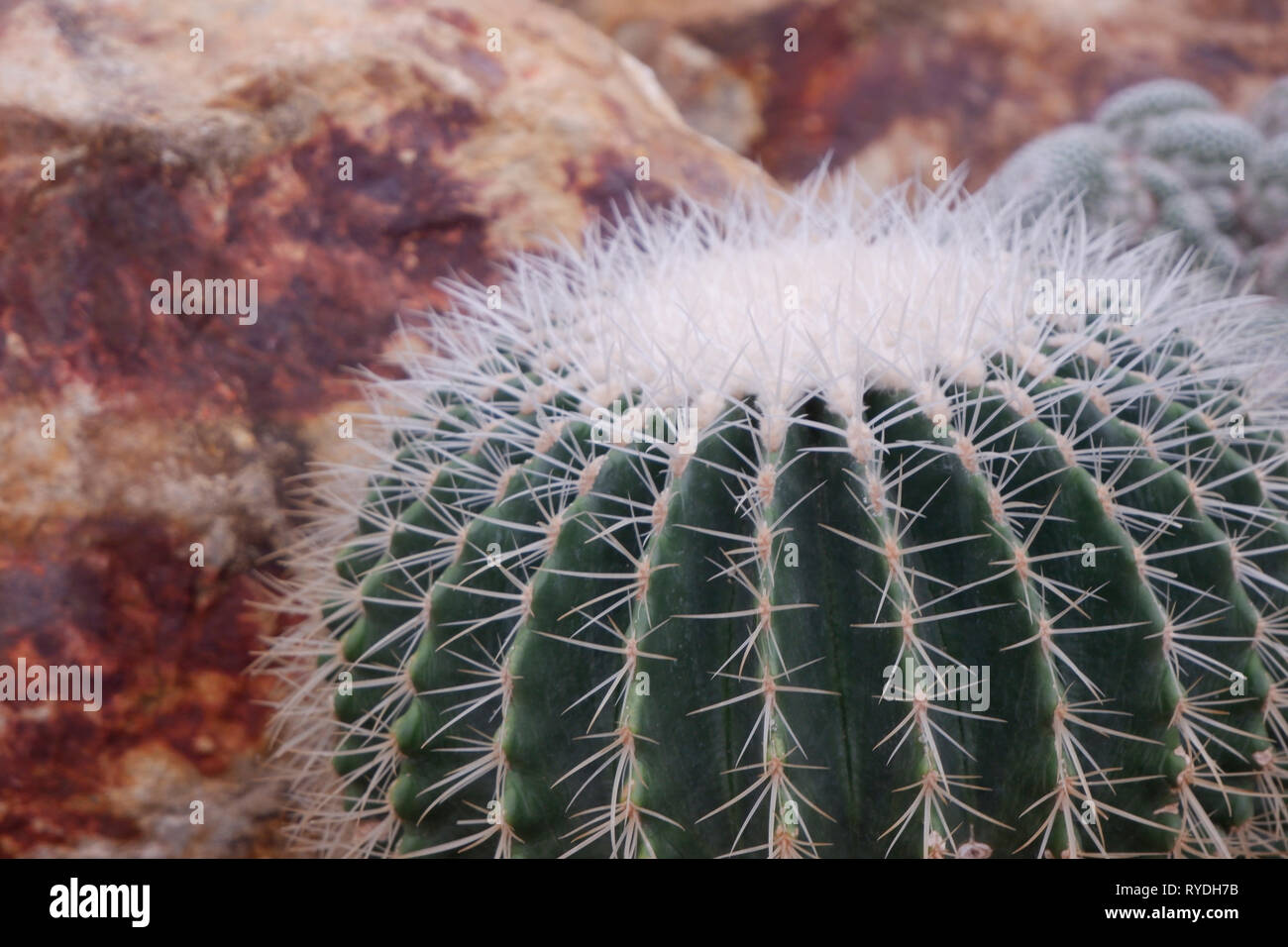 Belle close-up green cactus dans desert Banque D'Images