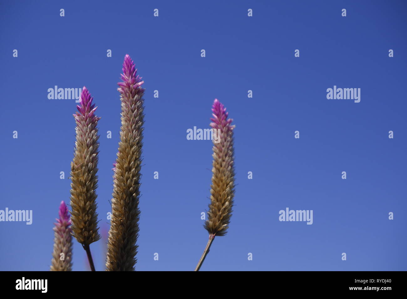 Celosia caracas - la cockscomb fleur dans la nature contre fond de ciel bleu Banque D'Images