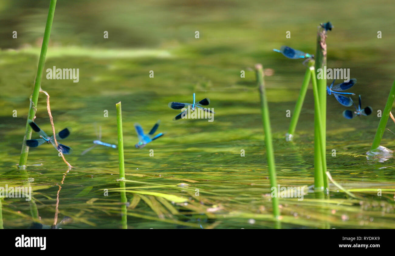 Ligne de demoiselle Calopteryx splendens bagués pour sparring premier est perché sur les tiges de roseaux sur la rivière Lee dans l'Essex, UK Banque D'Images