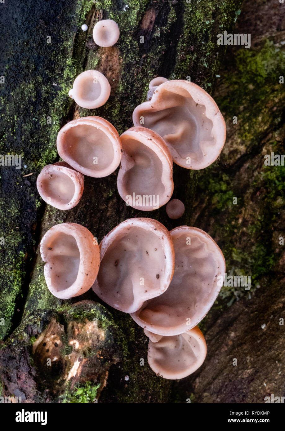 L'oreille de juif champignon Auricularia auricula-judae maintenant connue sous le nom d'oreille de bois ou la gelée de plus en plus de l'oreille sur un journal tombé dans un bois Somerset UK Banque D'Images