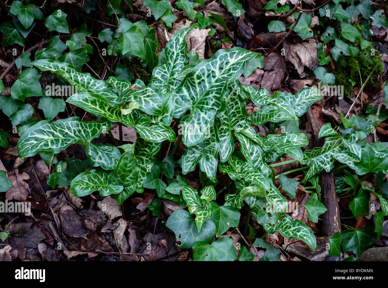 Cuckoo pint ou Lords and Ladies Arum maculatum feuilles marbrées avec probablement une variété de jardin s'échapper dans un bois Somerset UK Banque D'Images