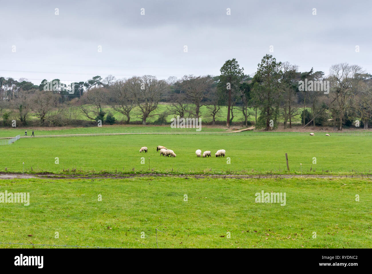 Des moutons paissant dans un champ dans le Dorset, Angleterre, Royaume-Uni Banque D'Images