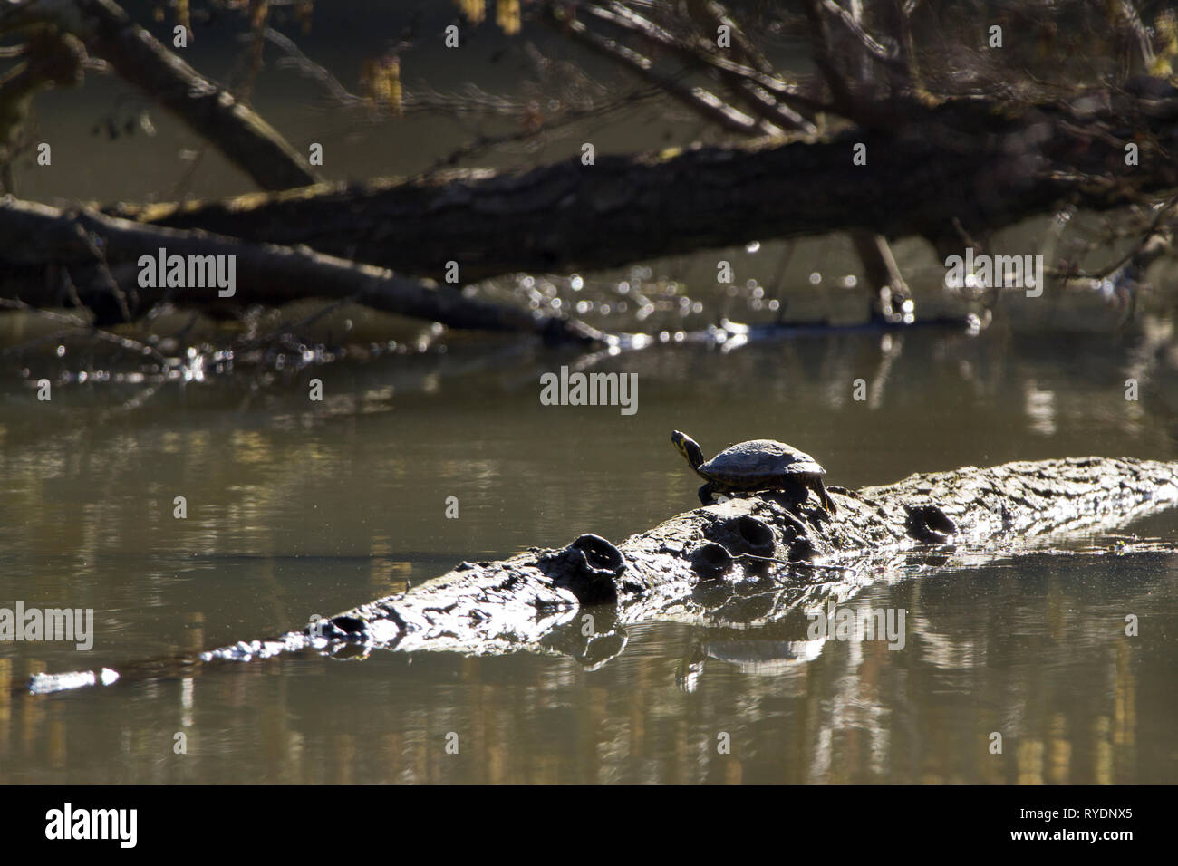 Dans Terrapin ensoleillé et reposant sur un journal dans le lac en hiver soleil. Un contraste élevé mais clairement voir terrapin avec tête soulevée et sur le point de plonger dans l'eau. Banque D'Images