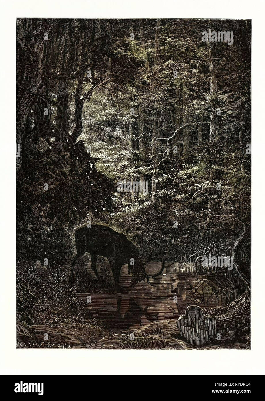 The Stag at Eve avait bu sa Fill Banque D'Images