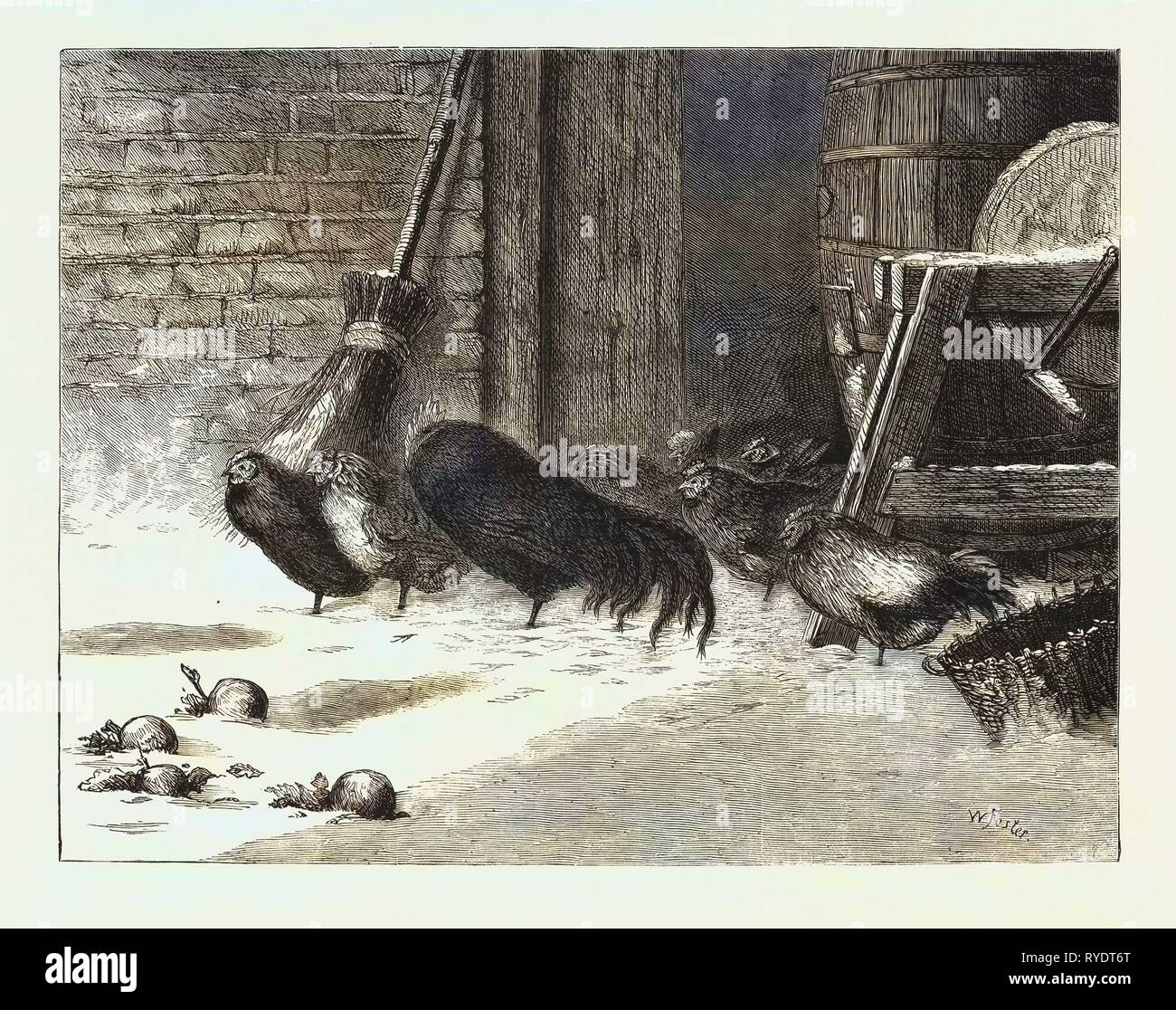 En attente d'une pause. 1876 gravure, du poulet, des poules, des Oiseaux, oiseaux, oiseaux, oiseaux Banque D'Images