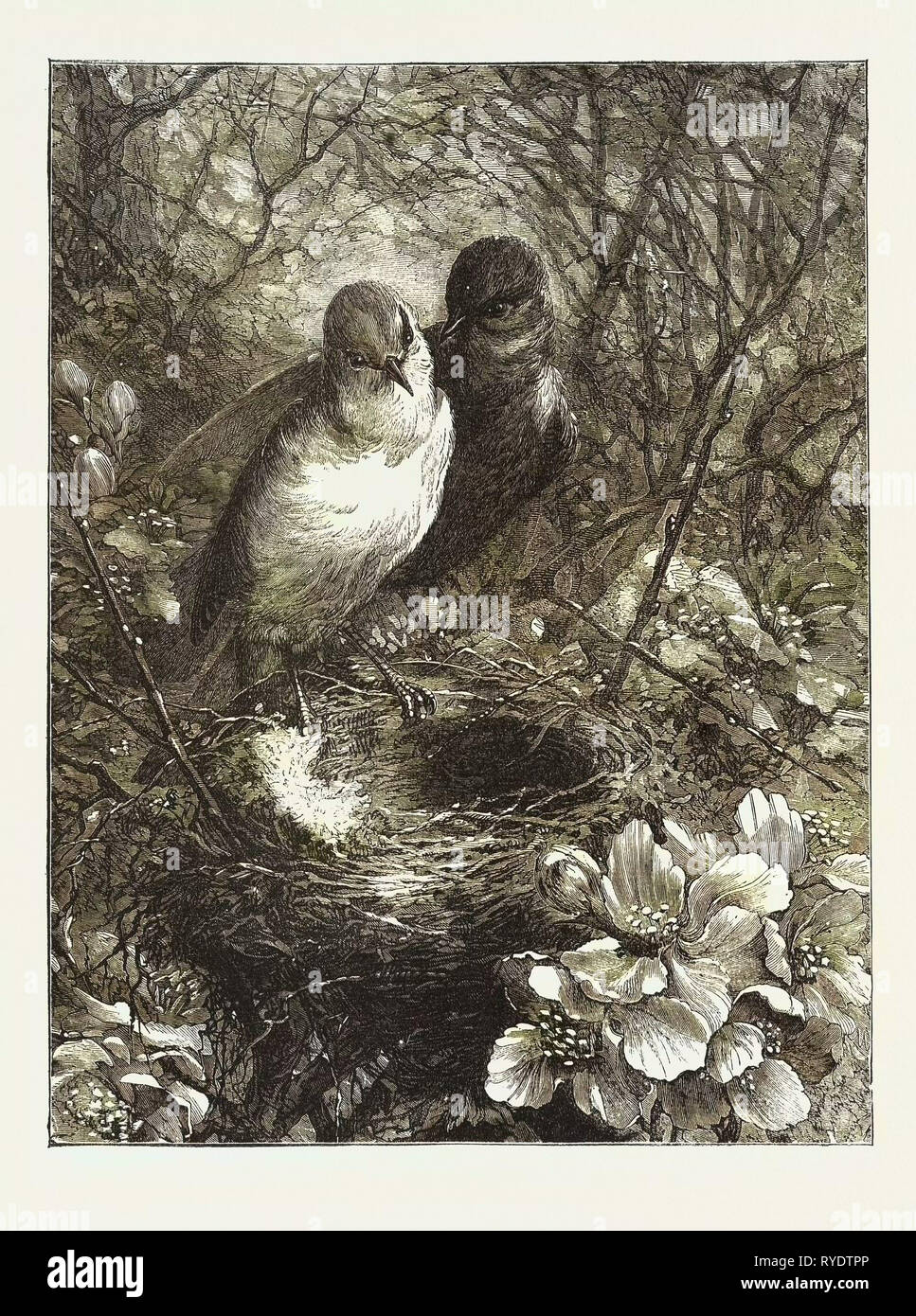 Le premier nid, gravure 1876, oiseau, oiseaux, printemps, Nature Banque D'Images