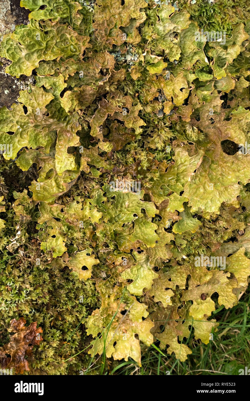 Gros plan du Croissant vert lichen Lobaria pulmonaria à côté de la mousse, Ecosse, Royaume-Uni. Banque D'Images