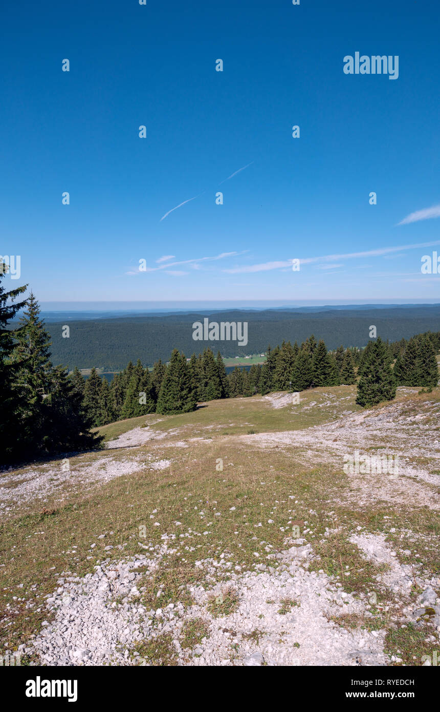 De superbes vues depuis le Jura suisse à l'échelle de la Suisse / alpes et le Mont Blanc dans le lointain. Pins de la forêts alpines Banque D'Images