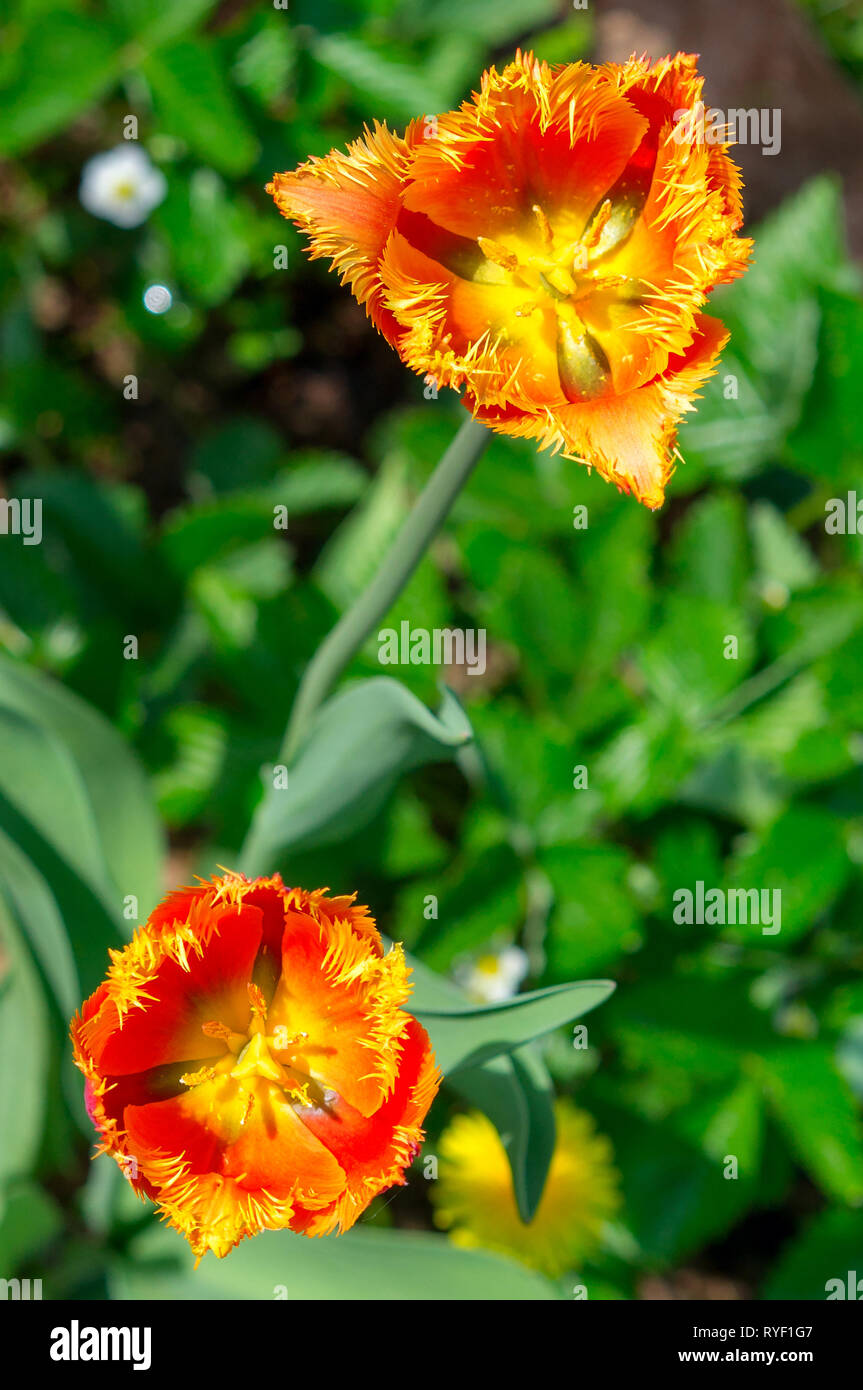 Tulip fringe Division mixte de couleur jaune-rouge close-up contre l'arrière-plan d'un autre tulip dans la lumière du soleil Banque D'Images