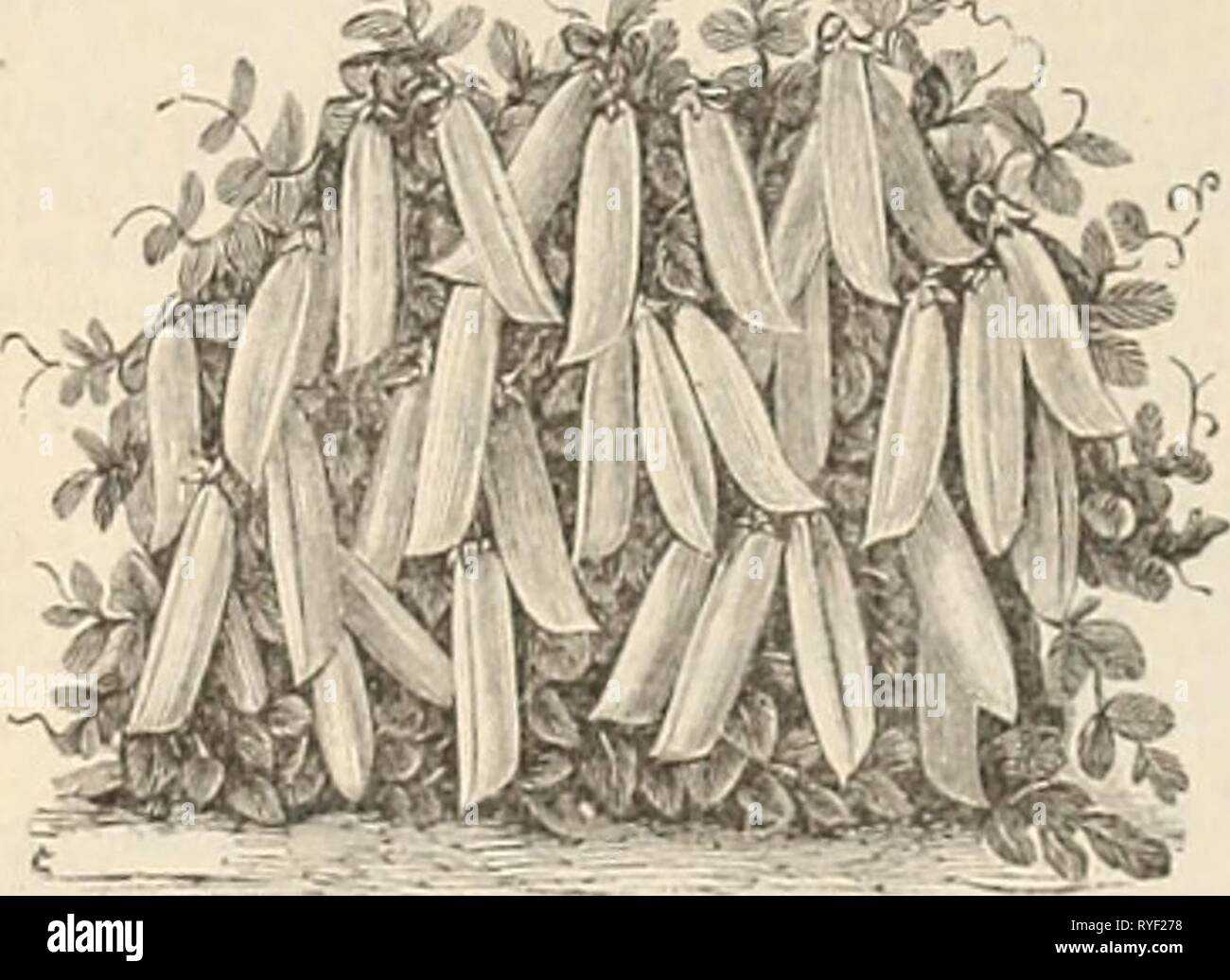 Drumm Semences et Co drummseedfloral Floral tambour1895 0 Année : 1895 18 Semences florales et Drumm Co. tween les lignes. Semer les variétés précoces commencer aussi tôt que le sol peut être travaillé au printemps, et continuer pour une succession toutes les deux semaines jusqu'à juin, discon- tinus jusqu'à la mi-août, quand une bonne récolte peut être garantie par le semis précoce supplémentaire et au début de sortes. Ils devraient être maintenus propres avec le cultivateur ou de houe, et jusqu'à la terre à deux reprises au cours de la croissance. Variétés ridées ne sont pas aussi résistante que le petit disque, sortes, et si planté début devraient avoir de la terre sèche ou ils sont susceptibles de pourrir dans t Banque D'Images