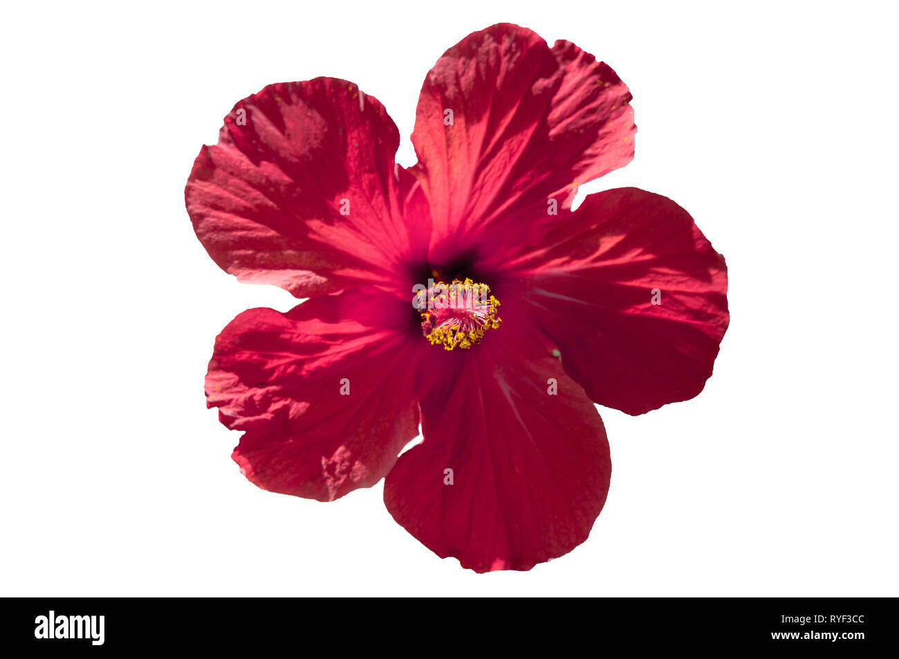 Fleur d'hibiscus rouge avec des feuilles aux beaux jours isolé sur fond blanc Banque D'Images