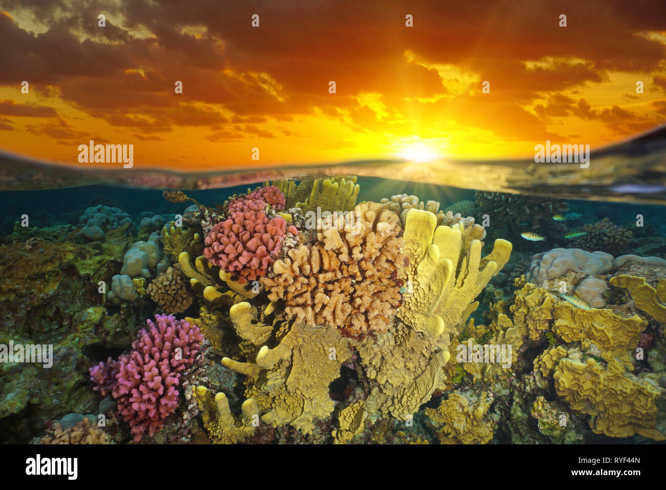 Ciel avec le coucher du soleil et d'un récif de corail coloré sous l'eau, moitié sur l'affichage fractionné et sous l'eau, l'océan Pacifique, Polynésie Française Banque D'Images