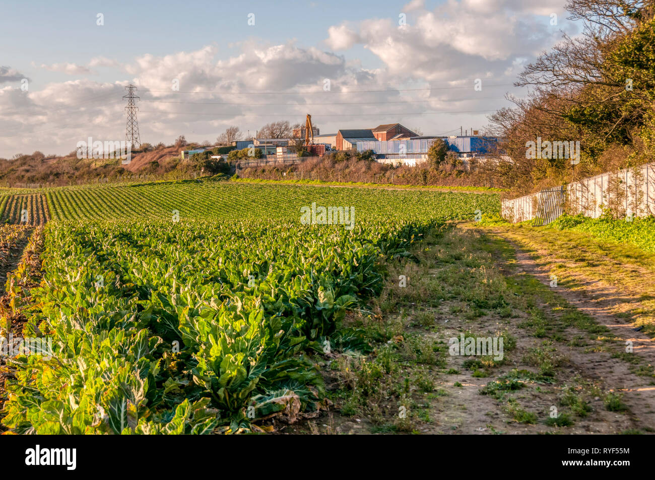 La banlieue urbaine, la frontière entre la zone urbaine et de terres agricoles sur le bord de Broadstairs, Kent. Banque D'Images