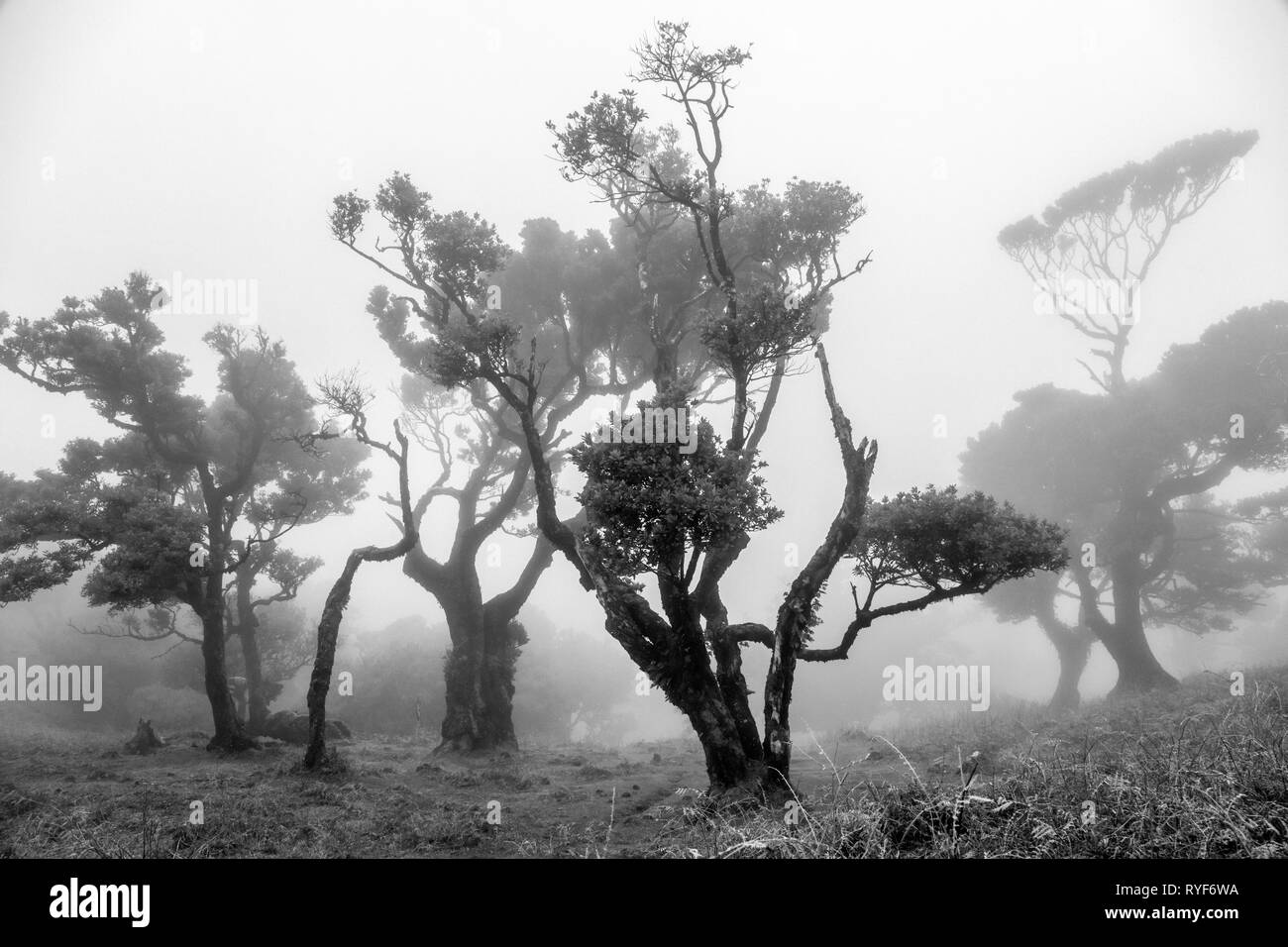 Laurel arbres dans la brume en partie de l'ancienne forêt Laurisilva près de Fanal, Madère Banque D'Images
