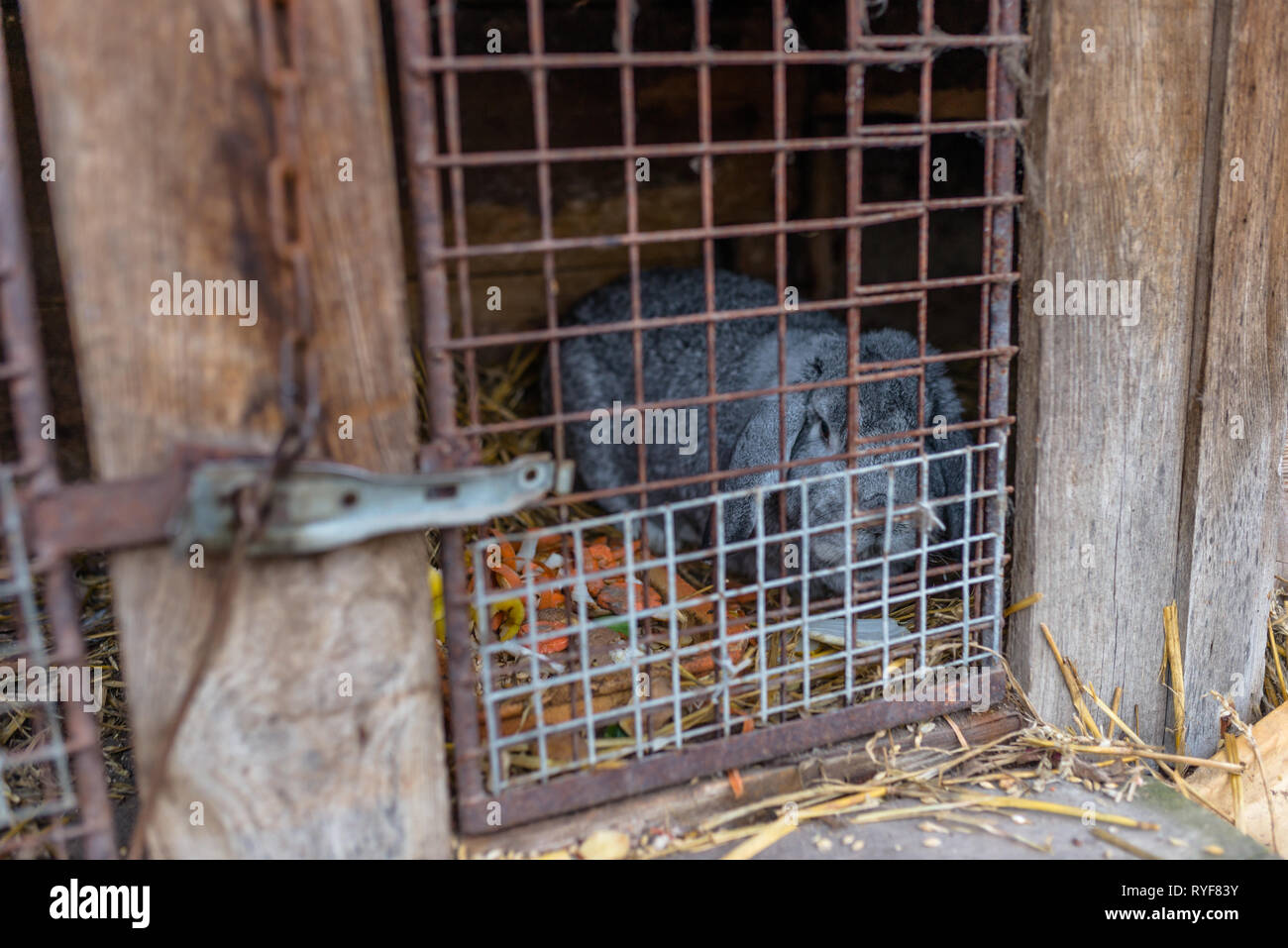 Lapin d'élevage gris enfermé dans une cage en bois à la campagne Photo  Stock - Alamy