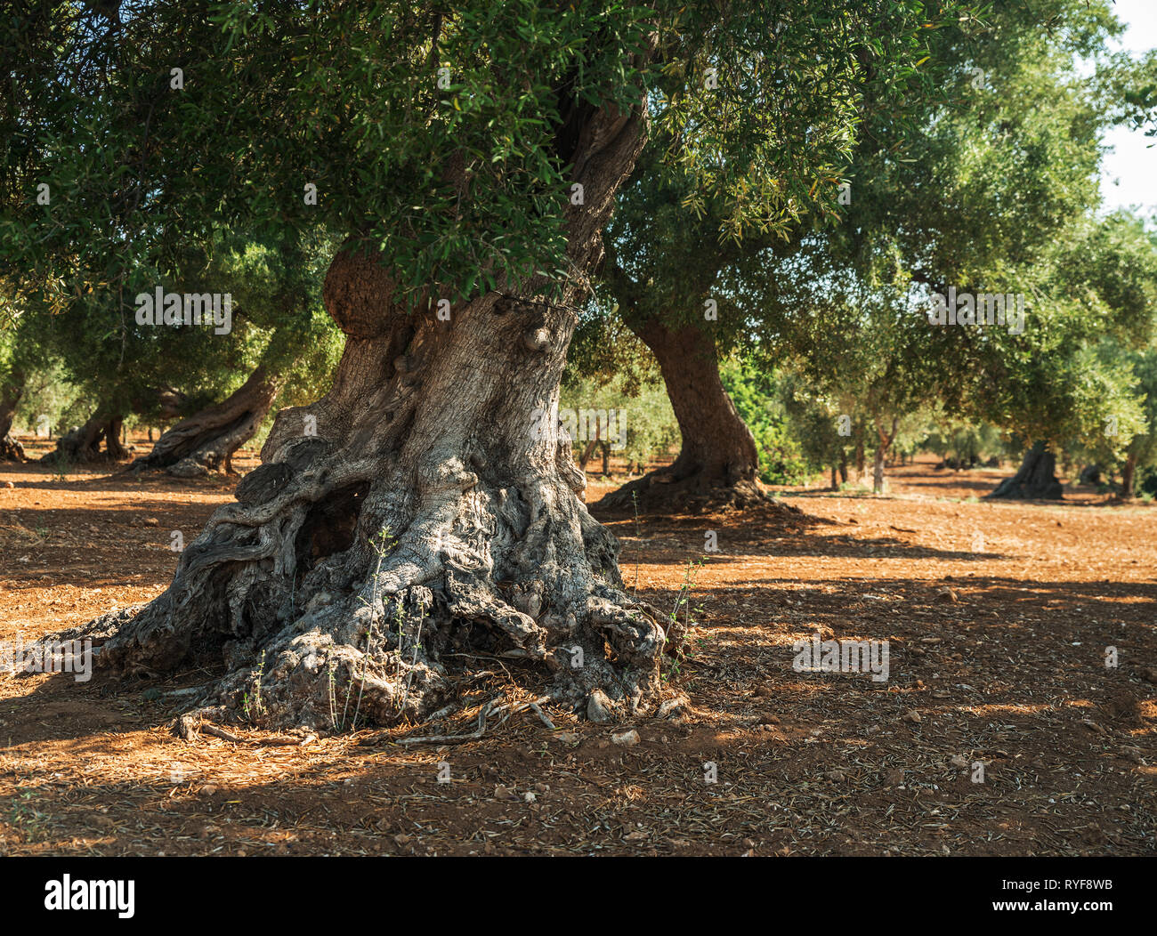 Plantation olive méditerranéenne avec un vieil olivier au premier plan. Banque D'Images