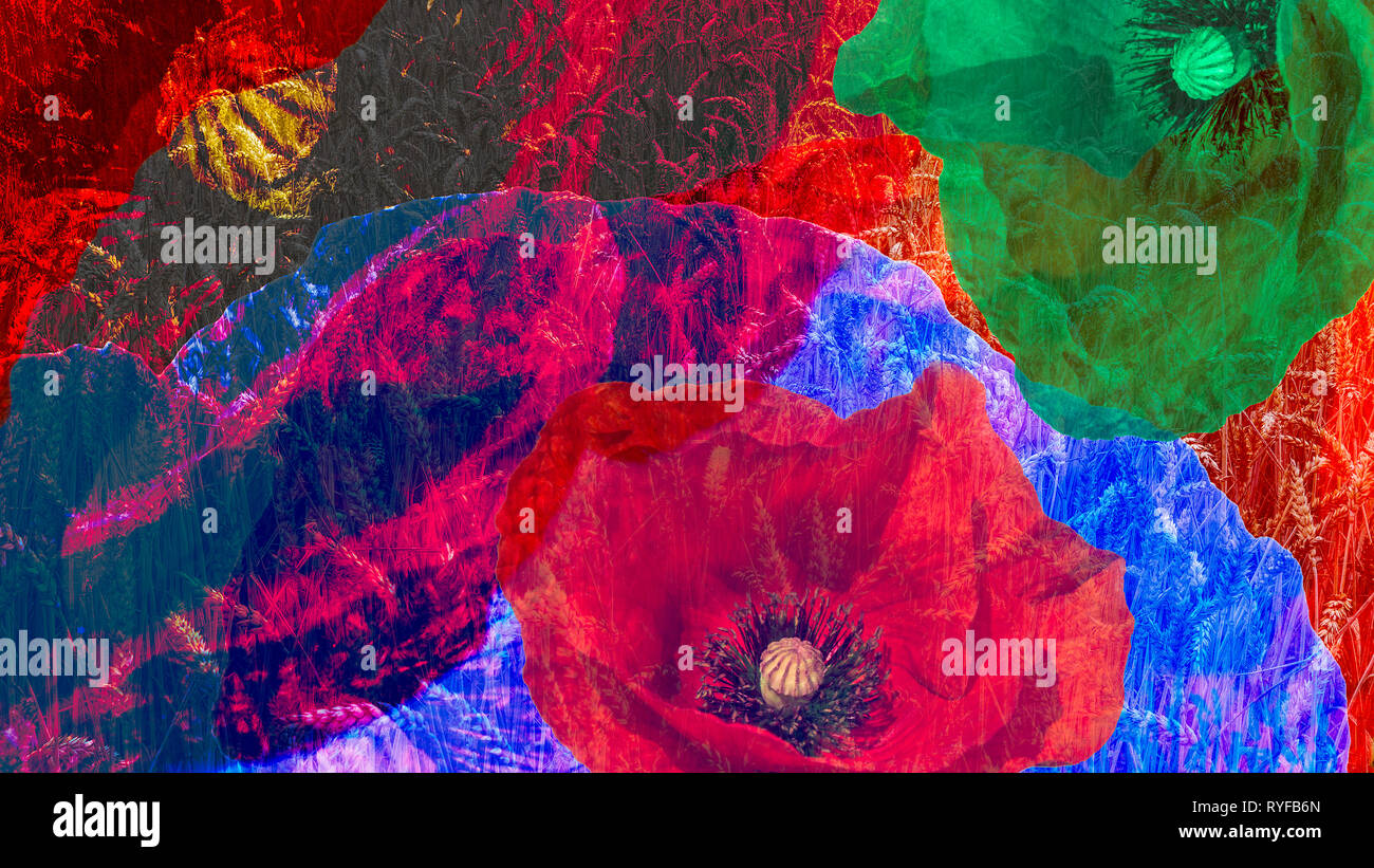 Collage numérique artistique de fleurs colorées de près. Floral background psychédélique de belles fleurs de pavot commun et champ de blé. Effet surréaliste. Banque D'Images