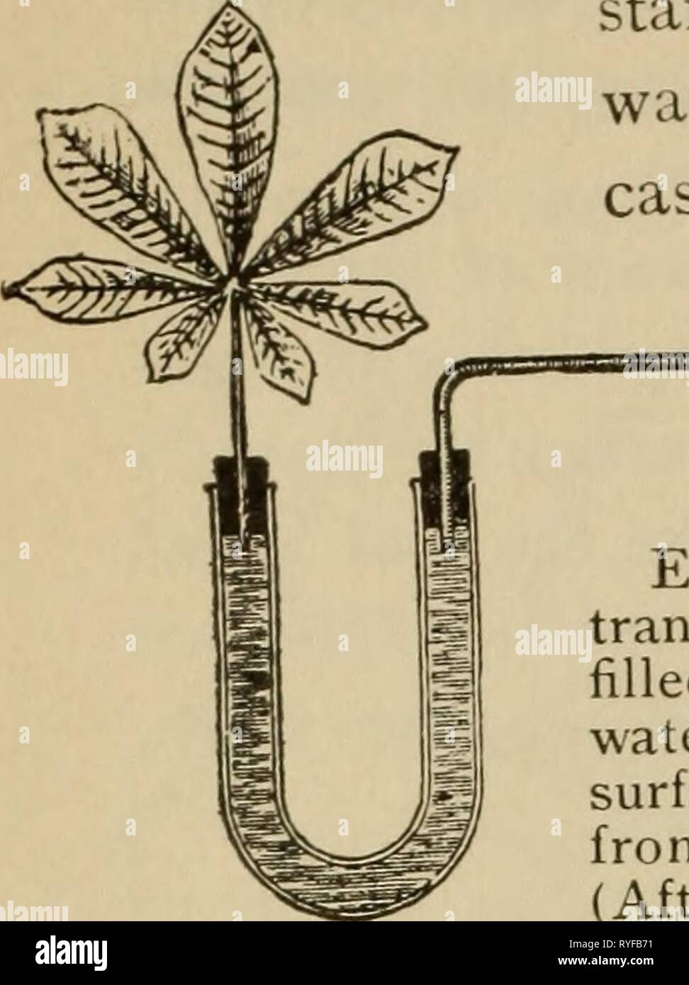 Elementarybotany botanique élémentaire00atki Année : 1898 4Q de la physiologie. 88. Pression racinaire peut dépasser la transpiration.-Si nous couvrir de petites plantes en croissance active, tels que le maïs, blé, pois, fèves, etc., avec un pot de Bell, et de sa place dans la lumière du soleil où la température est idéale pour la croissance, dans quelques heures, si les conditions sont favorables, nous allons voir qu'il y a des gouttes d'eau debout sur les marges des feuilles. Ces gouttes d'eau ont exsudé par les stomates ordinaires, ou dans d'autres cas ce qu'on appelle des stomates de l'eau, grâce à l'influence de pression racinaire. L'usine étant couverts par le Banque D'Images