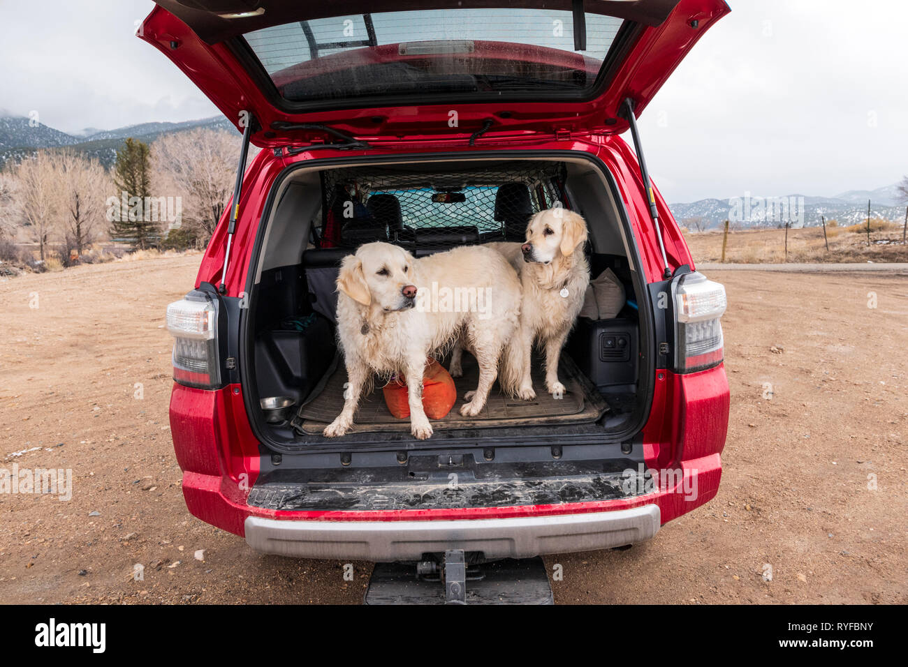 Deux chiens Golden Retriever de couleur platine à l'arrière d'un camion VUS Toyota 4Runner ; centre du Colorado, USA Banque D'Images