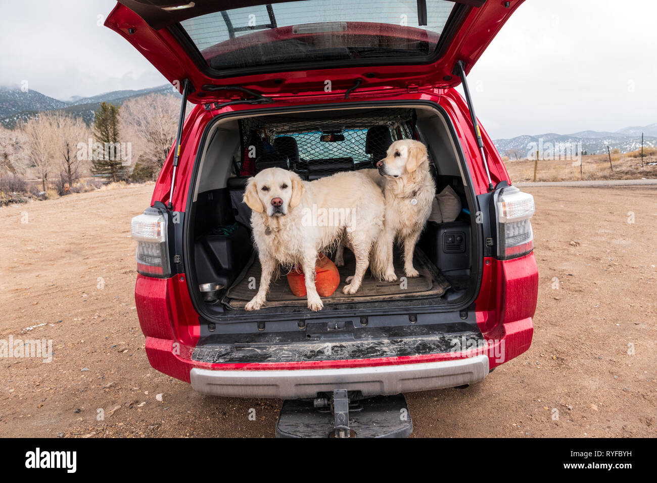 Deux chiens Golden Retriever de couleur platine à l'arrière d'un camion VUS Toyota 4Runner ; centre du Colorado, USA Banque D'Images