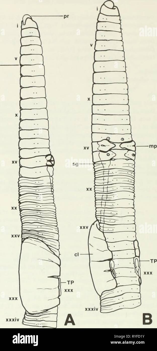 Les vers de terre (lumbricidae et sparganophilidae) Banque D'Images